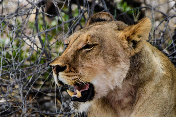 close up of head of a lioness