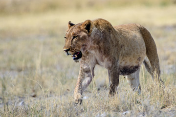 Fototapeta na wymiar lioness strolling through the grass