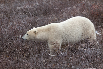 Fototapeta na wymiar Eisbär