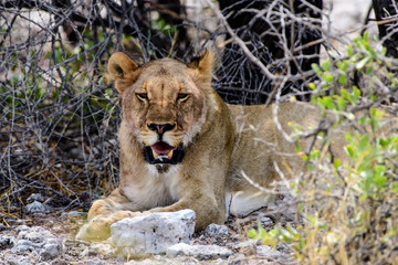 Fototapeta na wymiar Lioness seeking shade