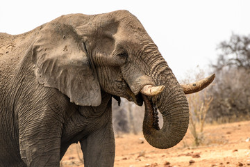 Obraz premium Close up of an African elephant