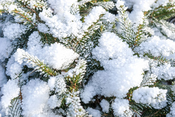 Fir branches covered with snow