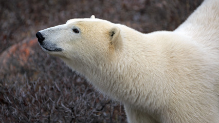 Eisbär