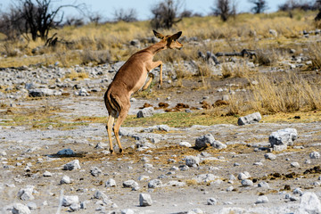 Black faced Impala leaping