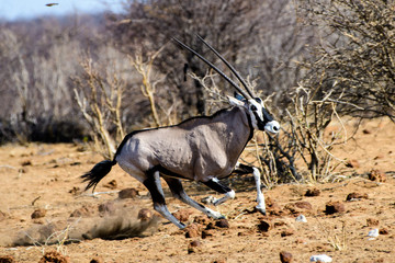 Gemsbok running