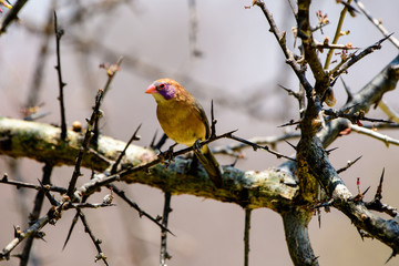 Violet eared Waxbill in a tree