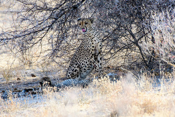 Cheetah in the bush
