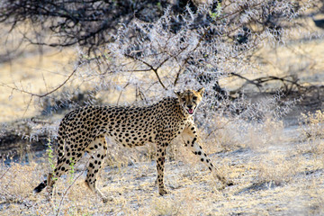 Cheetah striding out