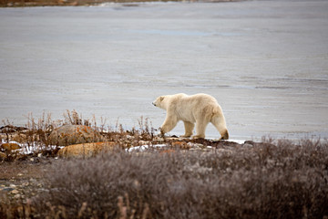 Eisbär