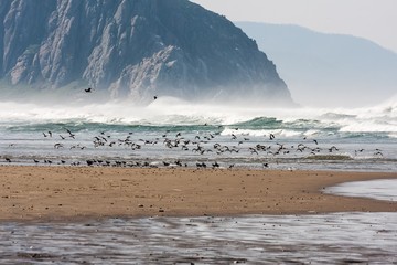 Colony of birds on spectacular coastline with high waves