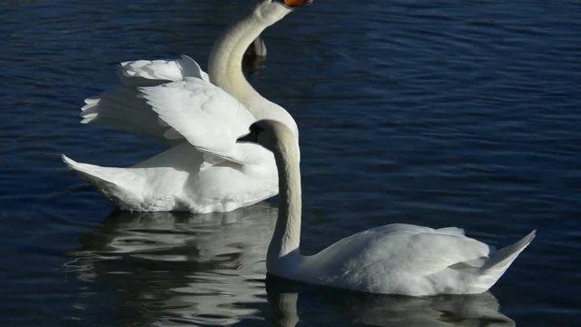cigni in cerca di cibo