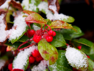 Gaultheria procumbens - eastern teaberry, the checkerberry, the boxberry,  the American wintergreen   