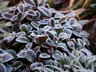 Gaultheria procumbens - eastern teaberry, the checkerberry, the boxberry,  the American wintergreen   