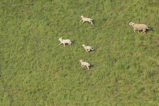 Lambs running
