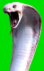 Fototapeta premium Close-Up Of 3d Albino King Cobra The world's longest venomous snake isolated on green background, King cobra snake 3d illustration, King cobra snake 3d Rendering
