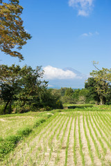Fototapeta na wymiar Mt. Fuji and autumn rural scenery