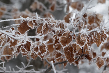 Naklejka premium Frozen tree branch with autumn leaves