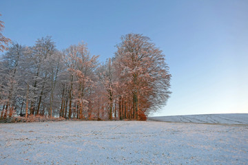 winterwald mit reif, schweiz 