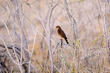 Kestrel in the bush