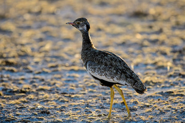 Female Northern Black Korhaan foraging 