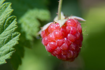 Red raspberries closeup