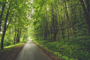 Obraz premium Forest trees. nature green wood sunlight backgrounds. Path in forest.