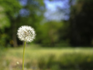 Pusteblume (L&ouml;wenzahn) im Sp&auml;tsommer