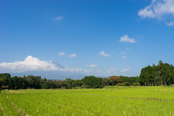 Mt. Fuji and autumn rural scenery