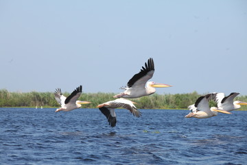 Fototapeta na wymiar Flock of wild pelicans in the Danube Delta