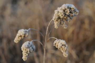 frost crystals on plant with shallow depth of field on sunset
