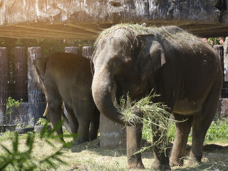 Asia elephant in the zoo