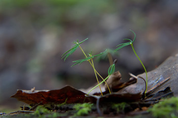 Forest Birth