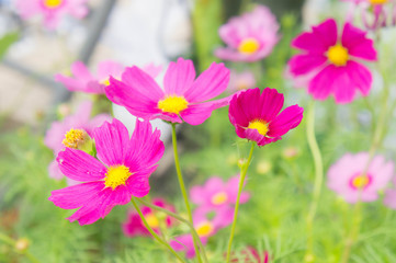 Cosmos flowers in the park , Beautiful flowers in the garden, co