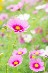 Cosmos flowers in the park , Beautiful flowers in the garden, co