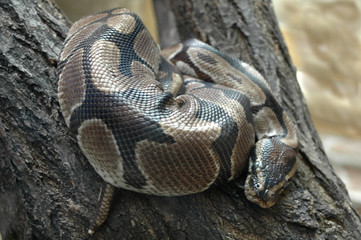 Snake