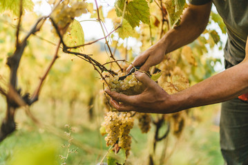 Grape harvest in the Tuscan hills.