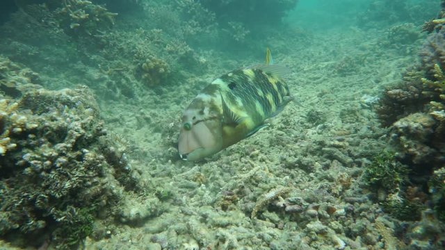 A graphic tuskfish, Choerodon graphicus, fish with big teeth, searching food on the reef, south Pacific ocean, motionless underwater scene, New Caledonia
