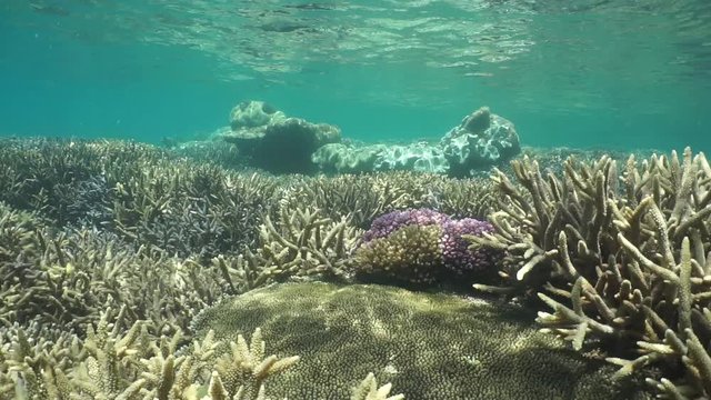 Healthy coral reef in shallow water in the Pacific ocean, motionless underwater scene, lagoon of Grand Terre island, New Caledonia
