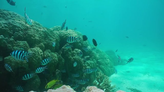 Shoal of fish (mostly scissortail sergeant fish) with lobe coral underwater in the lagoon of Grand Terre island, motionless, New Caledonia, south Pacific ocean
