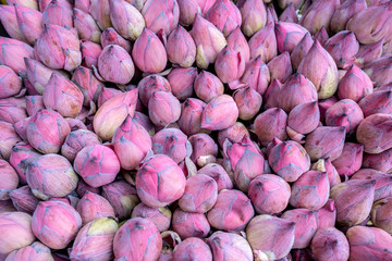 Lotus or Nelumbo nucifera