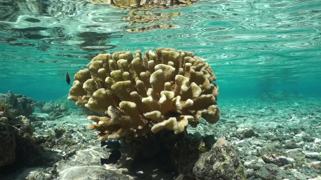 Underwater Pocillopora cauliflower coral in shallow water, motionless scene, Pacific ocean, French Polynesia, lagoon of Huahine island
