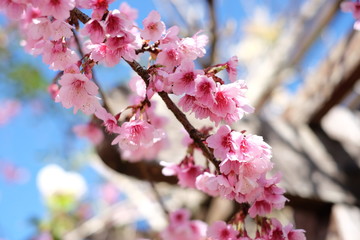 sakura or cherry blossom flowers full blooming with blue sky background as can see in Japan and now on Thailand