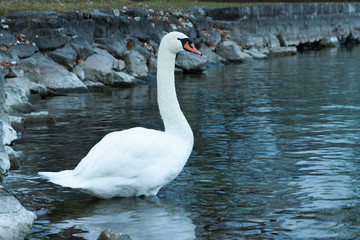 swan in the lake
