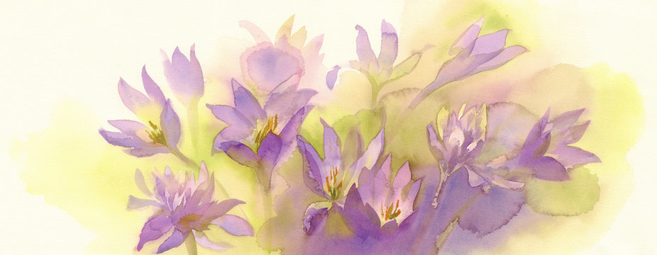 colchicum watercolor background