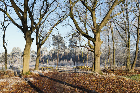 path in forest nature in winter