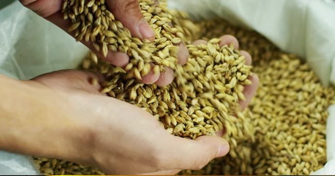 toasted barley malt to make dark and light beer. concept of nature and creation of natural products such as beer and fresh hops. organic and natural malt for brewmaster