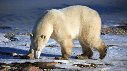 Eisbär