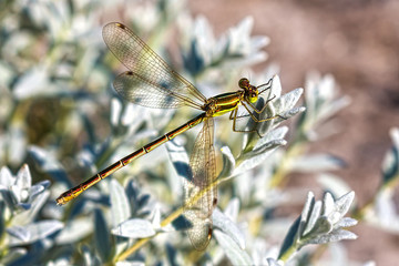 Dragonfly family Lucky (lat.Lestidae)