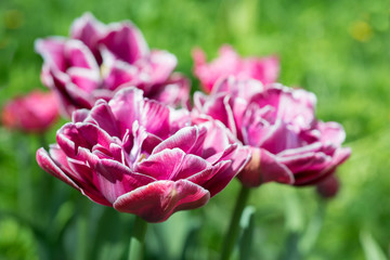 Obraz premium Flowers pink tulips in the garden