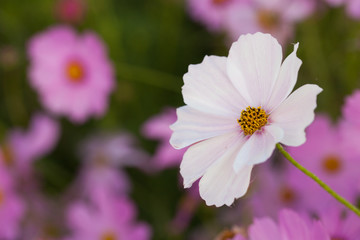Fototapeta premium Cosmos flowers blooming in the garden. Winter season.